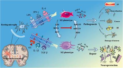 Research Progress on the Role of Microglia Membrane Proteins or Receptors in Neuroinflammation and Degeneration